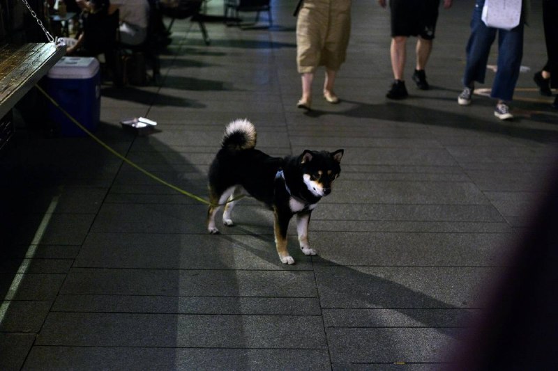 #摄影 #徕卡 #金鸡湖#摄影 #徕卡 #金鸡湖